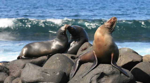 galapagos