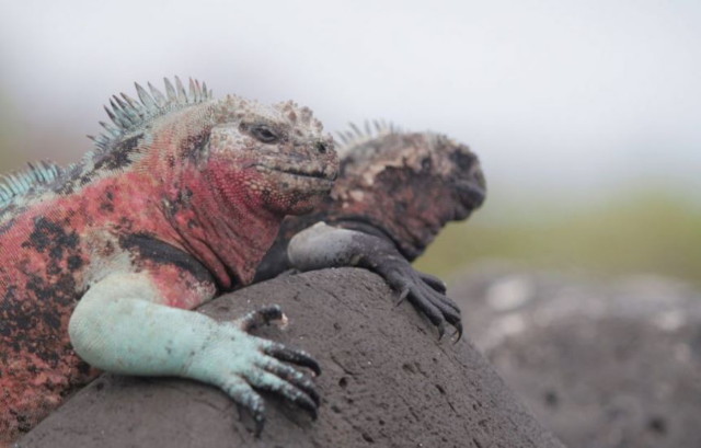 galapagos