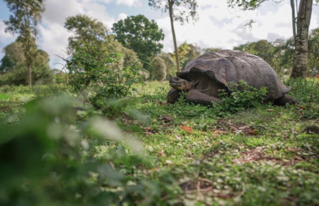 galapagos